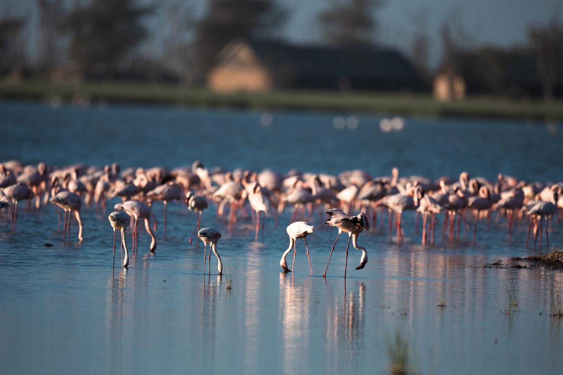 Amboseli Glass House Oloitokitok Dış mekan fotoğraf