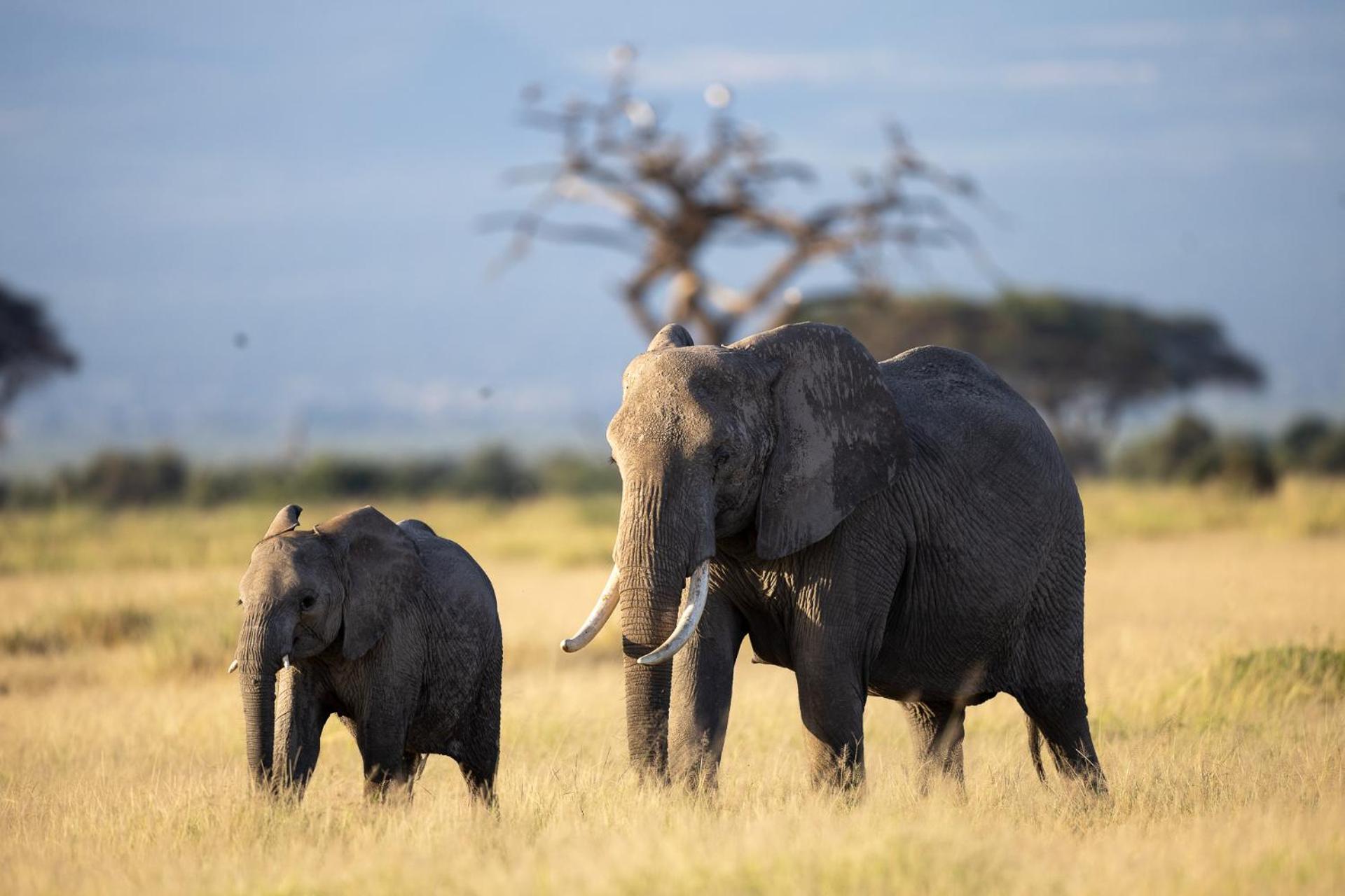 Amboseli Glass House Oloitokitok Dış mekan fotoğraf