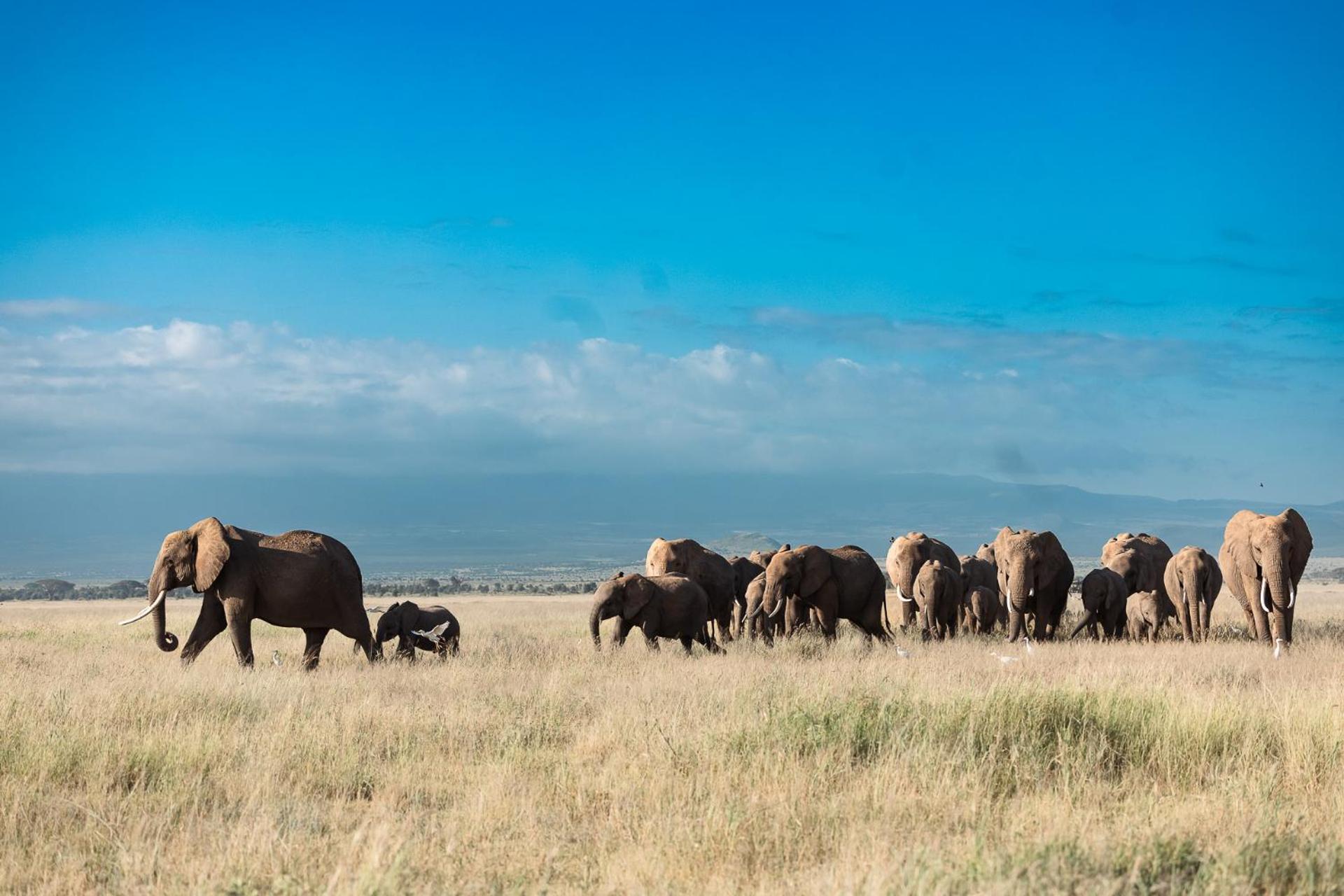 Amboseli Glass House Oloitokitok Dış mekan fotoğraf
