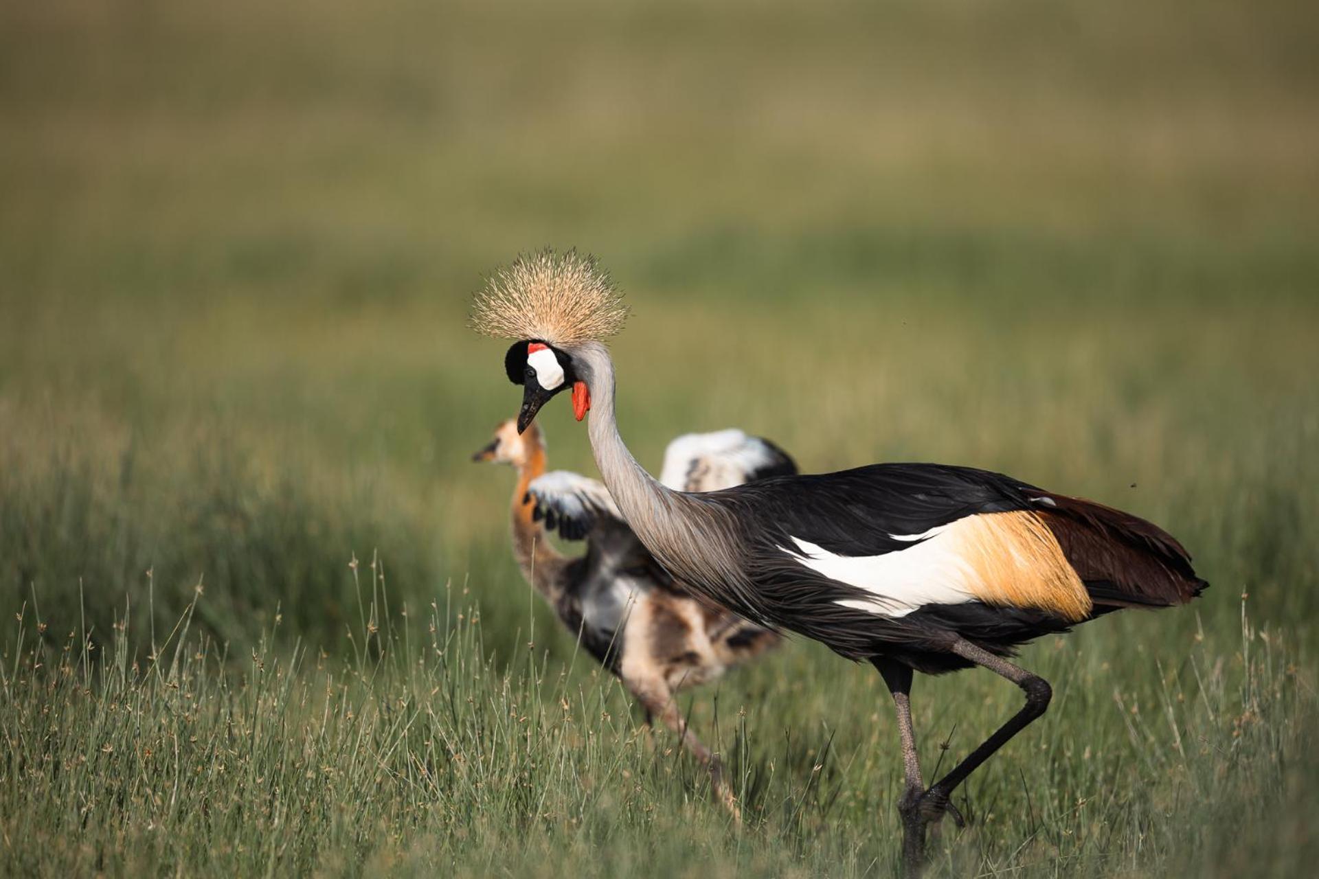 Amboseli Glass House Oloitokitok Dış mekan fotoğraf