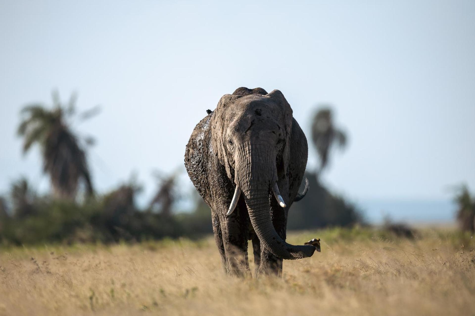 Amboseli Glass House Oloitokitok Dış mekan fotoğraf