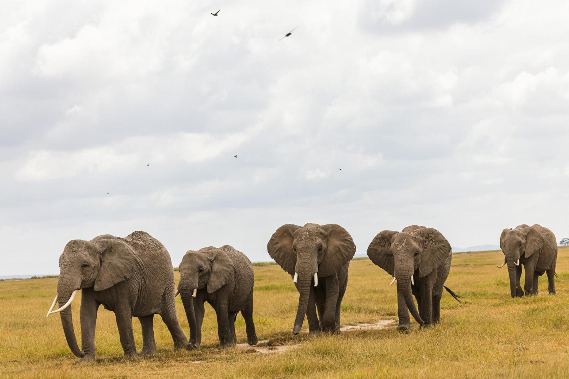 Amboseli Glass House Oloitokitok Dış mekan fotoğraf